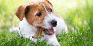 Wann verlieren Hunde ihre Milchzähne? So läuft der Zahnwechsel ab!