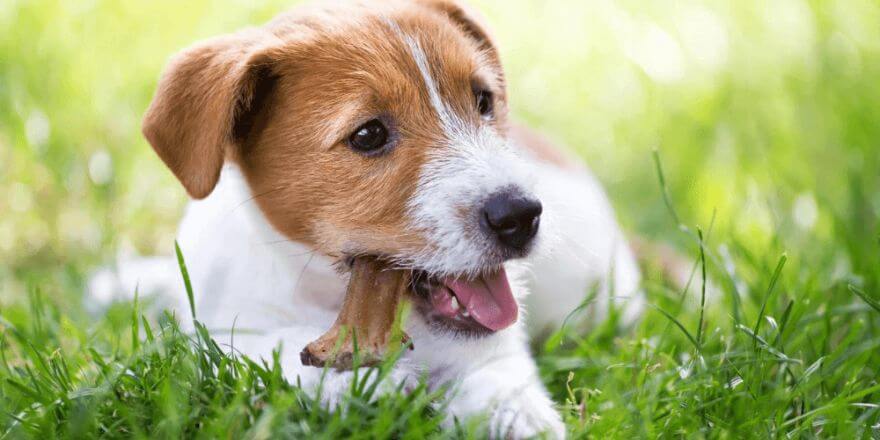 Wann verlieren Hunde ihre Milchzähne? So läuft der Zahnwechsel ab!