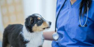 Wann Welpen entwurmen - so schützt du deinen jungen Hund rechtzeitig