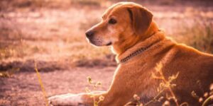 Wann werden Hunde ruhiger? So erkennst du die Phasen der Entwicklung!