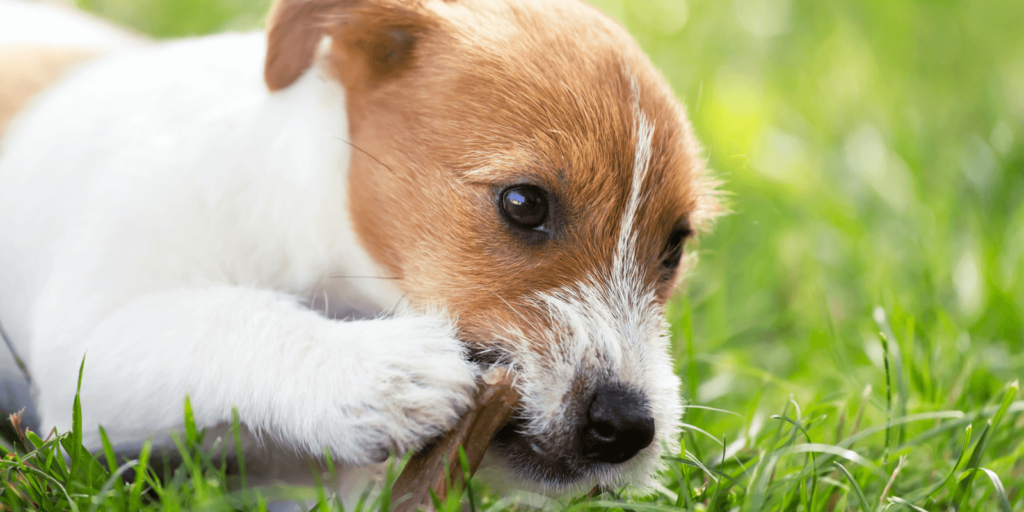 Wann werden Hunde ruhiher? Zahnwechsel beim Welpen