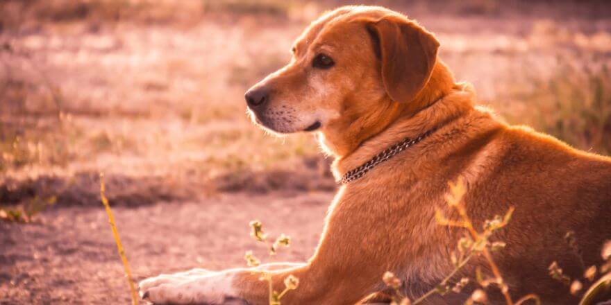 Wann werden Hunde ruhiger? So erkennst du die Phasen der Entwicklung!