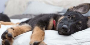 Wann werden Welpen ruhiger? So erkennst du die Entwicklung deines Hundes!