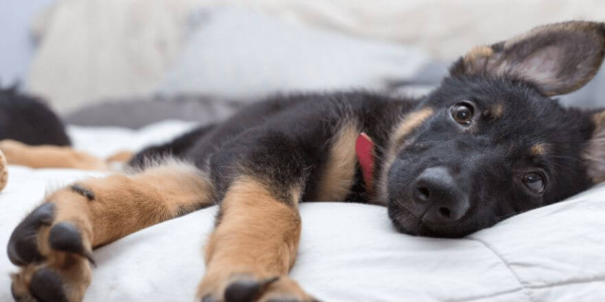 Wann werden Welpen ruhiger? So erkennst du die Entwicklung deines Hundes!