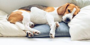 Warum bellen Hunde im Schlaf? Was dahinter steckt!