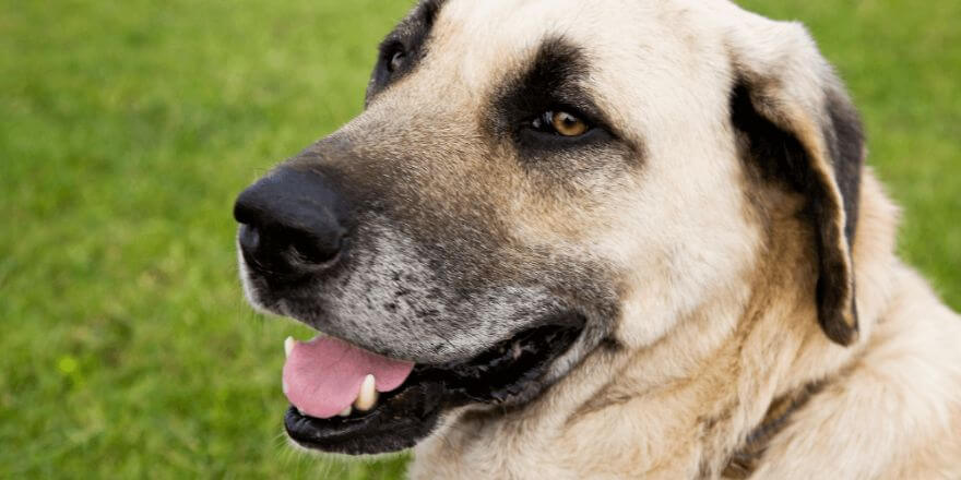 Warum bellt mein Hund andere Hunde an? Bellen abgewöhnen Warum bellt mein Hund andere Hunde an? Bellen abgewöhnen