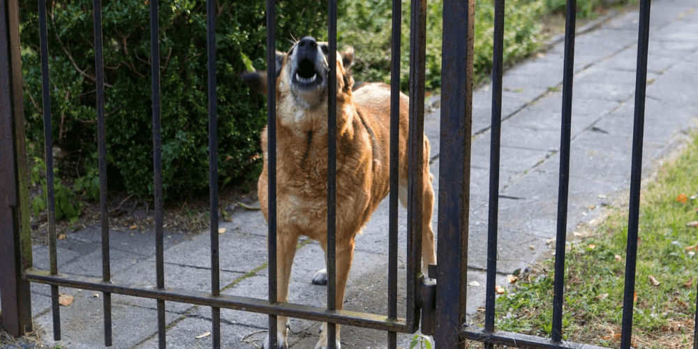 Warum bellt und knurrt mein Hund Besucher an?