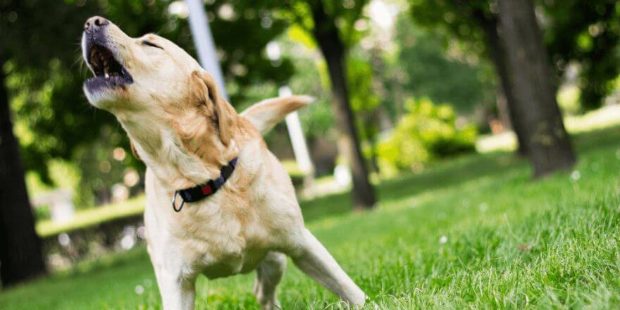 Warum bellt mein Hund jeden an?