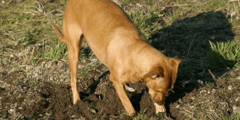 Warum buddeln Hunde Gründe & Lösungen für das Verhalten