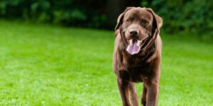 Warum hecheln Hunde? Das steckt wirklich dahinter!