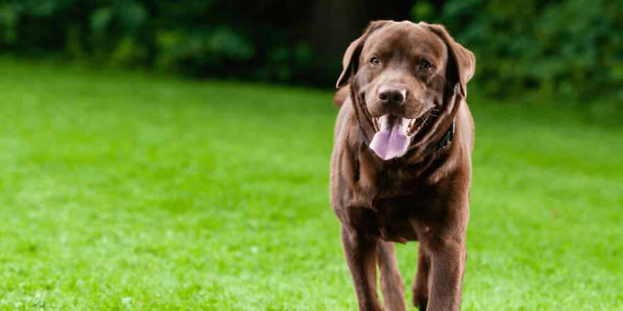 Warum hecheln Hunde? Das steckt wirklich dahinter!