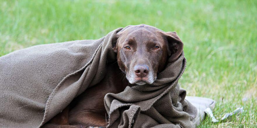 Warum Hunde überhaupt Schnupfen bekommen Warum Hunde überhaupt Schnupfen bekommen