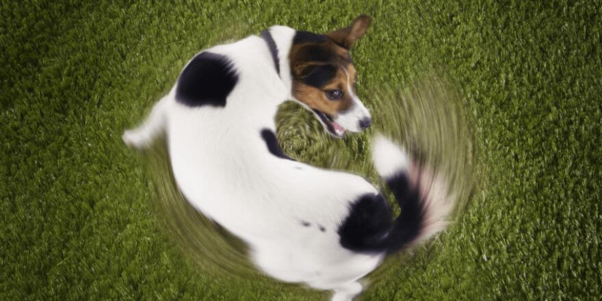 Warum jagen Hunde ihre Rute?