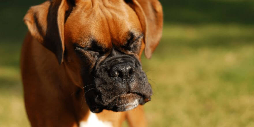 Warum niest mein Hund? Ursachen und was du tun kannst!