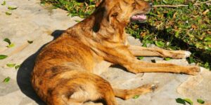 Warum nimmt mein Hund nicht zu? So findest du die Ursache!