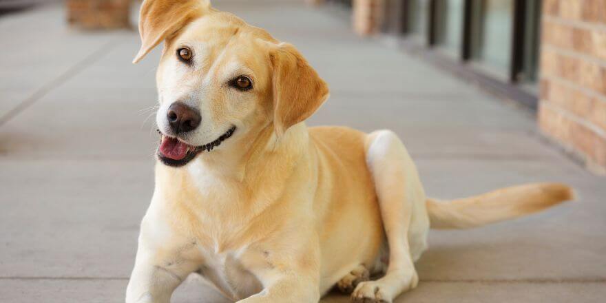 Warum nimmt mein Hund nicht zu - Wie du helfen kannst Warum nimmt mein Hund nicht zu - Wie du helfen kannst