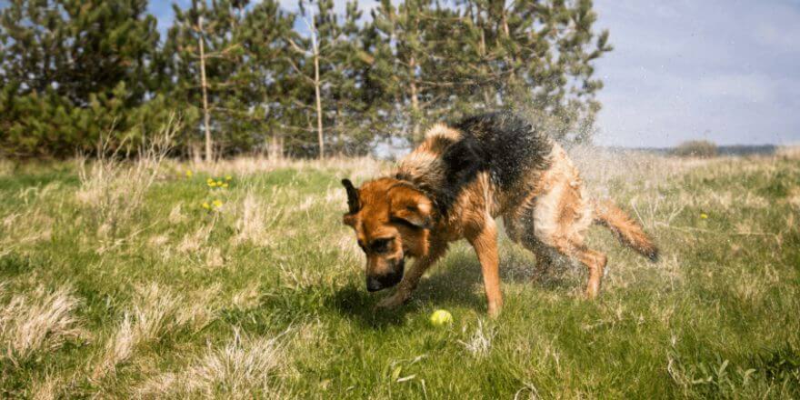 Warum schütteln sich Hunde? Einfach erklärt für jeden Hundebesitzer!