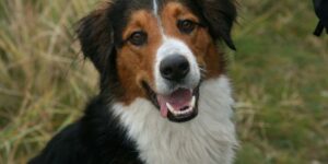 Warum stinken Hunde? Das kannst du dagegen tun!