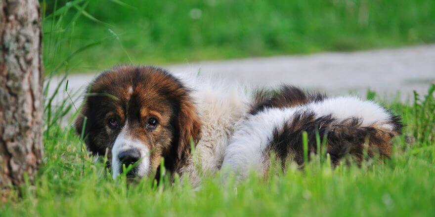 Was du tun solltest, wenn dein Hund Rosinen gefressen hat Was du tun solltest, wenn dein Hund Rosinen gefressen hat