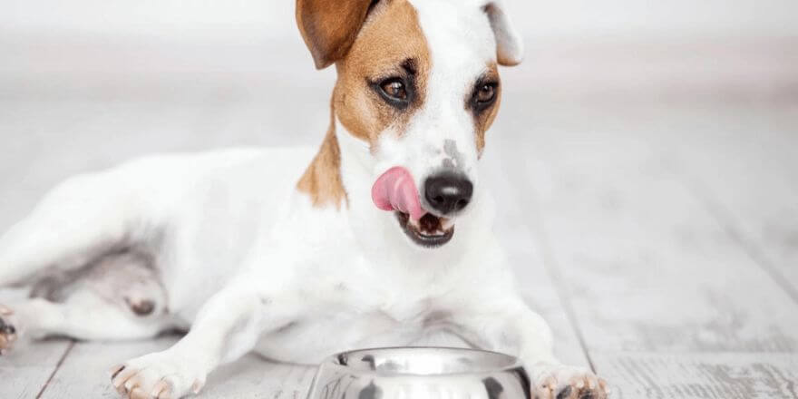 Was dürfen Hunde nicht essen: Diese Lebensmittel sind tabu