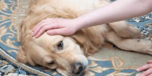 Was tun, wenn der Hund Verstopfung hat?