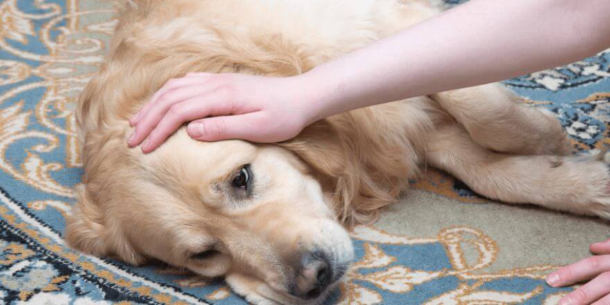Was tun, wenn der Hund Verstopfung hat?