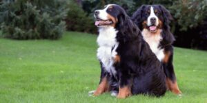 Welche Hunde brauchen wenig Auslauf - ruhige Rassen für ein entspanntes Leben