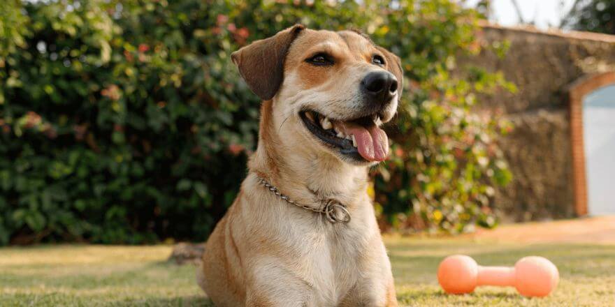 Welcher Hund passt zu mir? So findest du den richtigen Begleiter!