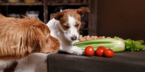 Welches Gemüse dürfen Hunde essen? Gesund und lecker für deinen Vierbeiner!