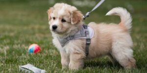 Welches Hundegeschirr für Welpen passt wirklich?