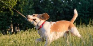 So gewöhnst du dein Welpe an die Leine