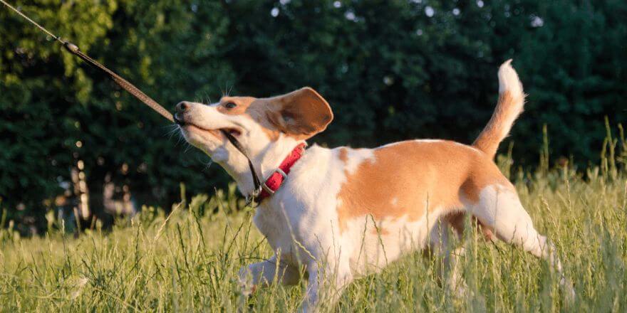 So gewöhnst du dein Welpe an die Leine
