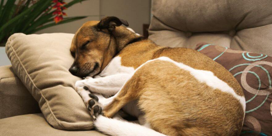 Welpe atmet schnell im Schlaf - was steckt dahinter?