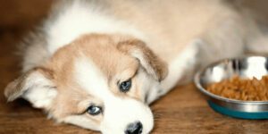 Wenn der Welpe nicht frisst - was wirklich dahintersteckt