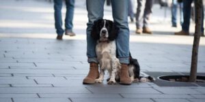 Welpe hat Angst vor Fremden - So hilfst du deinem kleinen Hund
