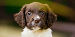 Welpe hört nicht - so klappt das mit dem Gehorchen