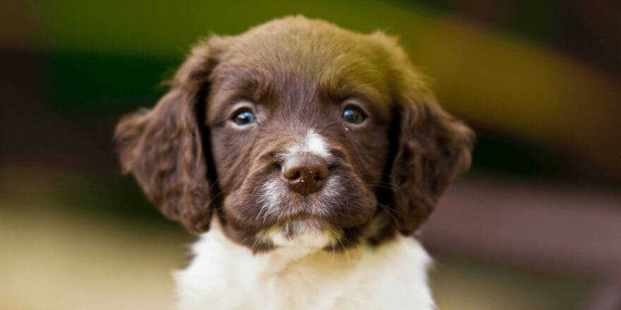 Welpe hört nicht - so klappt das mit dem Gehorchen