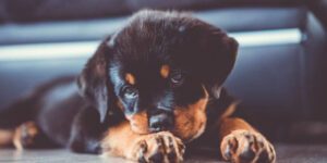 Welpe jault, wenn ich den Raum verlasse - So hilfst du ihm, sich sicher zu fühlen