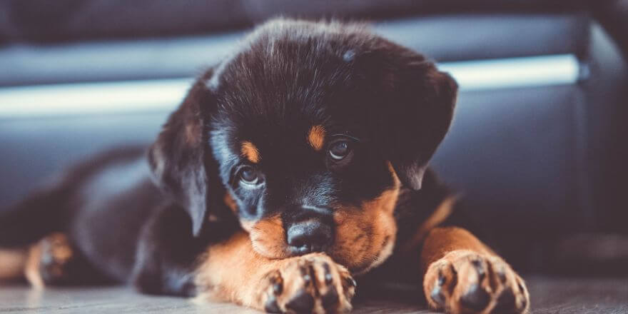Welpe jault, wenn ich den Raum verlasse - So hilfst du ihm, sich sicher zu fühlen