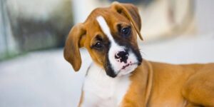 Welpe Nein beibringen - so klappt es mit liebevoller Konsequenz