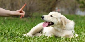 Welpe ohne Leckerli erziehen - klappt das wirklich?