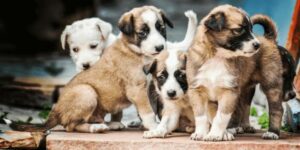 Welpen adoptieren: So findest du den passenden Hund für dein Zuhause