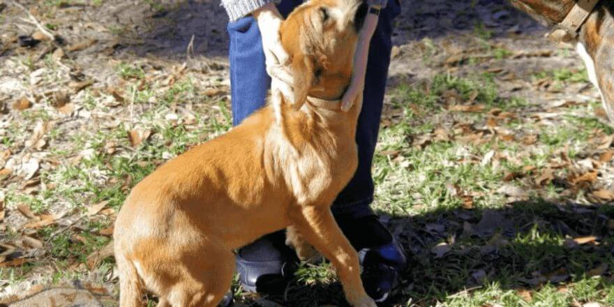 Warum Welpen aus dem Tierschutz adoptieren? Wo kann man einen Welpen adoptieren?