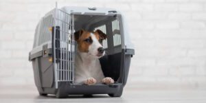 Welpen an Box gewöhnen - so klappt es mit Geduld und Ruhe