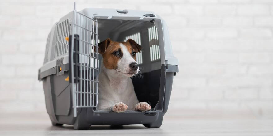 Welpen an Box gewöhnen - so klappt es mit Geduld und Ruhe