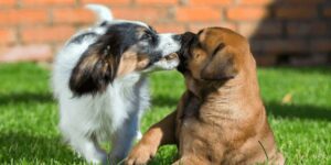 So kannst du deinen Welpen beruhigen - liebevoll und wirksam