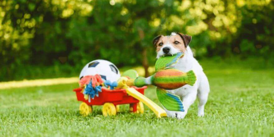 Welpen beruhigen - Spielzeug und Beschäftigung