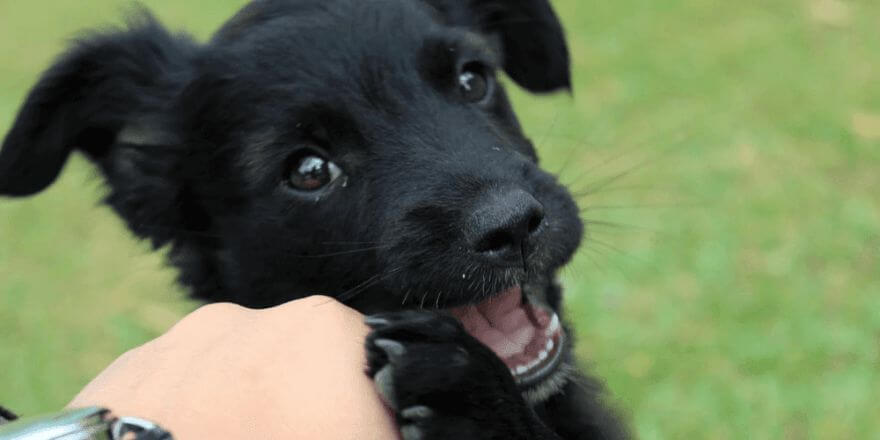 Welpen das Beißen abgewöhnen - So klappt es ohne Stress