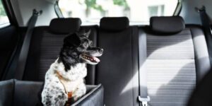 Welpen im Auto transportieren - so klappt es sicher und stressfrei