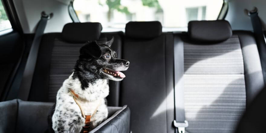 Welpen im Auto transportieren - so klappt es sicher und stressfrei